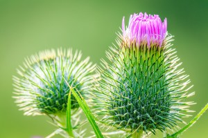 Blooming thistle by Scott Hill Photography