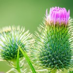 Blooming thistle by Scott Hill Photography